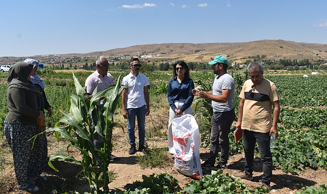 İscehisar Kaymakamı Kılıçtürk , Salatalık Tarlalarında incelemelerde bulundu.