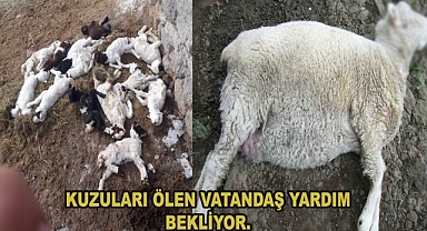 KUZULARI ÖLEN VATANDAŞ YARDIM BEKLİYOR.