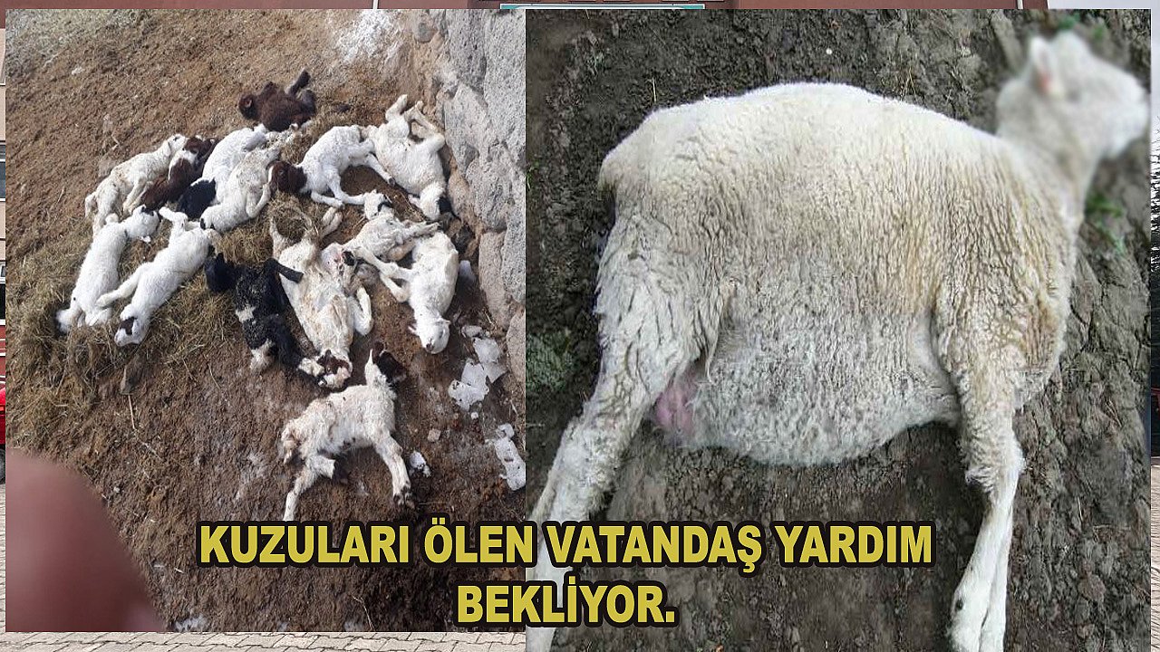 KUZULARI ÖLEN VATANDAŞ YARDIM BEKLİYOR.